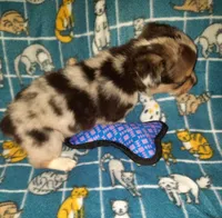 Marty, a male Pembroke Welsh Corgi for sale in Windsor, NY – Photo 2 of 10