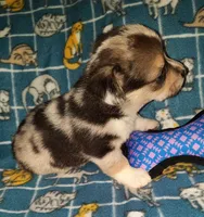 Marty, a male Pembroke Welsh Corgi for sale in Windsor, NY – Photo 6 of 10