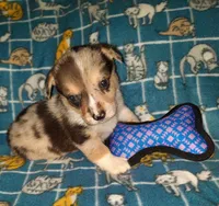 Marty, a male Pembroke Welsh Corgi for sale in Windsor, NY – Photo 1 of 10