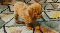 Ginger, a female Cavapoo for sale in Windsor, NY – 3 of 4