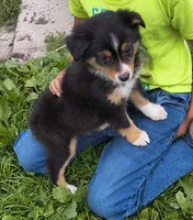 Marty, a male Miniature Australian Shepherd for sale in Windsor, NY – 4 of 6