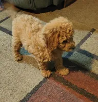 Ginger, a female Cavapoo for sale in Windsor, NY – 4 of 4