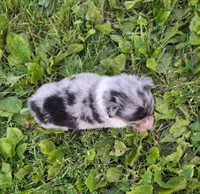 Sadie, a female Shetland Sheepdog for sale in Windsor, NY – Photo 5 of 10