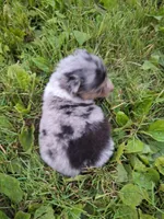 Sadie, a female Shetland Sheepdog for sale in Windsor, NY – Photo 2 of 10