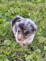 Sadie, a female Shetland Sheepdog for sale in Windsor, NY – Photo 3 of 10