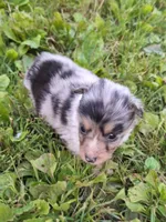 Sadie, a female Shetland Sheepdog for sale in Windsor, NY – Photo 1 of 10