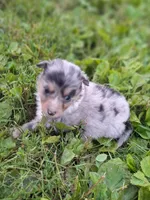 Sadie, a female Shetland Sheepdog for sale in Windsor, NY – Photo 9 of 10