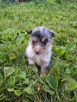 Sadie, a female Shetland Sheepdog for sale in Windsor, NY – Photo 6 of 10