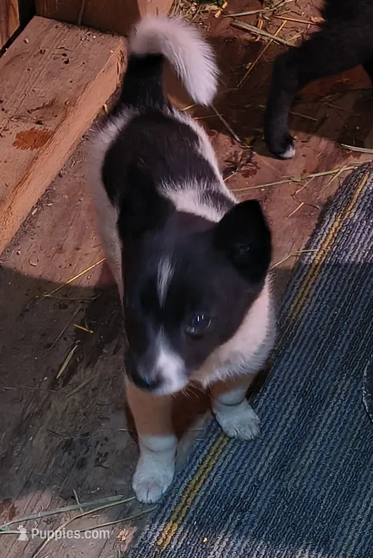 Sparky – Shiba Inu puppy for sale in Windsor, NY