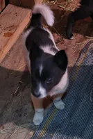 Sparky, a male Shiba Inu for sale in Windsor, NY – 1 of 3