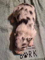 Cole, a male Australian Shepherd for sale in Windsor, NY – Photo 6 of 10