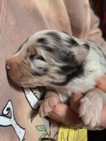 Cole, a male Australian Shepherd for sale in Windsor, NY – Photo 7 of 10