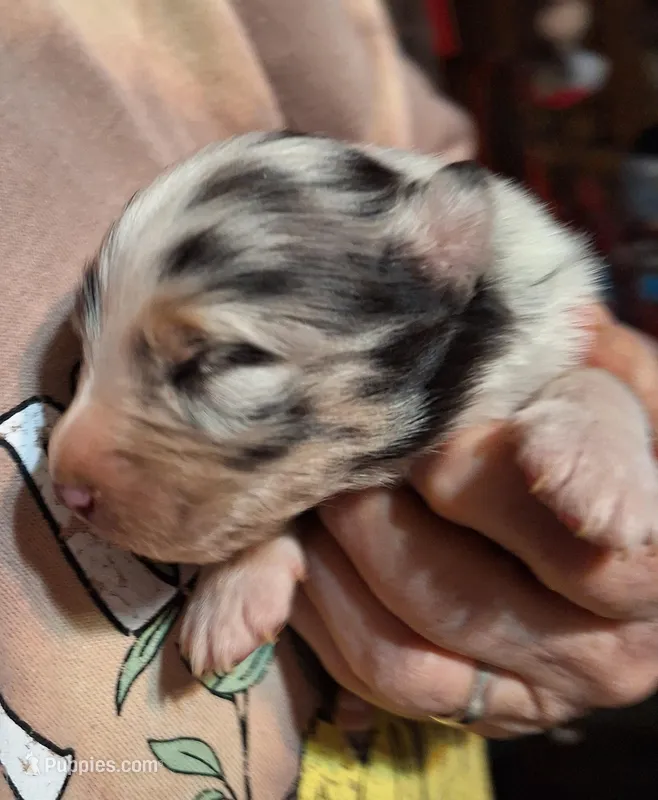 Cole, a male Australian Shepherd for sale in Windsor, NY – Photo 1 of 10