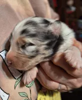 Cole, a male Australian Shepherd for sale in Windsor, NY – Photo 1 of 10