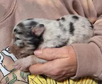 Cole, a male Australian Shepherd for sale in Windsor, NY – Photo 5 of 10