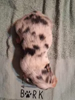 Cole, a male Australian Shepherd for sale in Windsor, NY – Photo 9 of 10