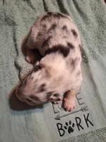 Cole, a male Australian Shepherd for sale in Windsor, NY – Photo 10 of 10