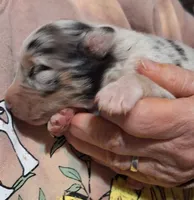 Cole, a male Australian Shepherd for sale in Windsor, NY – Photo 2 of 10