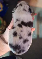 Cole, a male Australian Shepherd for sale in Windsor, NY – Photo 4 of 10