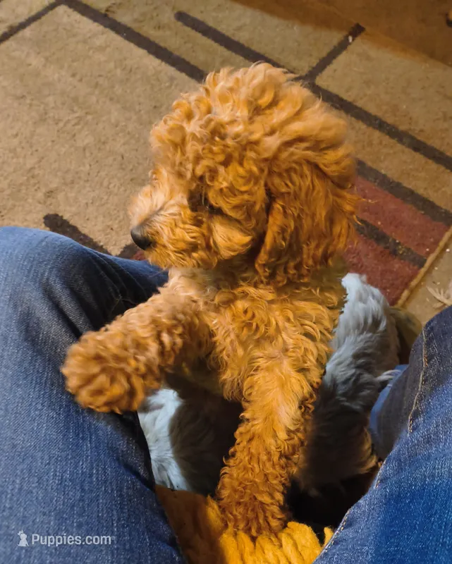 Ginger – Cavapoo puppy for sale in Windsor, NY