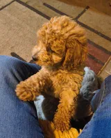 Ginger, a female Cavapoo for sale in Windsor, NY – 1 of 4