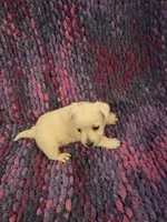 Dewey, a male West Highland White Terrier for sale in Windsor, NY – Photo 9 of 10