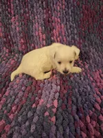 Dewey, a male West Highland White Terrier for sale in Windsor, NY – Photo 5 of 10