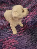 Dewey, a male West Highland White Terrier for sale in Windsor, NY – Photo 10 of 10