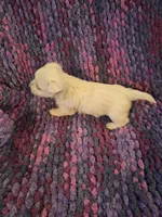 Dewey, a male West Highland White Terrier for sale in Windsor, NY – Photo 8 of 10