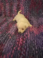 Dewey, a male West Highland White Terrier for sale in Windsor, NY – Photo 4 of 10