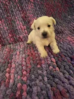 Dewey, a male West Highland White Terrier for sale in Windsor, NY – Photo 1 of 10