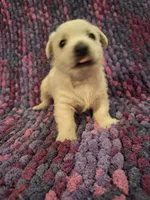 Dewey, a male West Highland White Terrier for sale in Windsor, NY – Photo 3 of 10