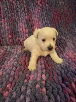 Dewey, a male West Highland White Terrier for sale in Windsor, NY – Photo 2 of 10