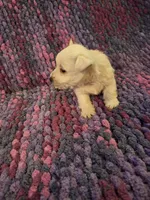 Dewey, a male West Highland White Terrier for sale in Windsor, NY – Photo 7 of 10