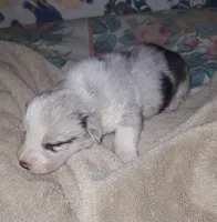 Monty, a male Pembroke Welsh Corgi for sale in Windsor, NY – Photo 10 of 10