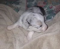 Monty, a male Pembroke Welsh Corgi for sale in Windsor, NY – Photo 6 of 10