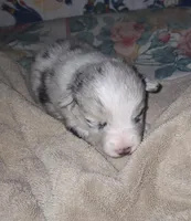 Monty, a male Pembroke Welsh Corgi for sale in Windsor, NY – Photo 7 of 10