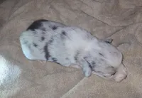 Monty, a male Pembroke Welsh Corgi for sale in Windsor, NY – Photo 9 of 10