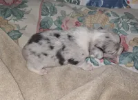 Monty, a male Pembroke Welsh Corgi for sale in Windsor, NY – Photo 2 of 10