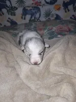 Monty, a male Pembroke Welsh Corgi for sale in Windsor, NY – Photo 4 of 10