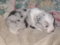 Monty, a male Pembroke Welsh Corgi for sale in Windsor, NY – Photo 1 of 10