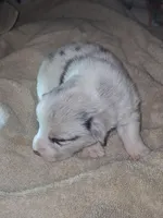 Monty, a male Pembroke Welsh Corgi for sale in Windsor, NY – Photo 8 of 10