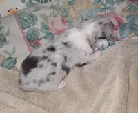 Monty, a male Pembroke Welsh Corgi for sale in Windsor, NY – Photo 3 of 10