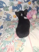 Tilly, a female Pembroke Welsh Corgi for sale in Windsor, NY – Photo 7 of 7