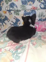 Tilly, a female Pembroke Welsh Corgi for sale in Windsor, NY – Photo 4 of 7