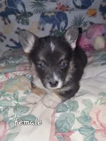 Tilly, a female Pembroke Welsh Corgi for sale in Windsor, NY – Photo 2 of 7