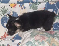 Tilly, a female Pembroke Welsh Corgi for sale in Windsor, NY – Photo 5 of 7