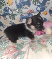 Tilly, a female Pembroke Welsh Corgi for sale in Windsor, NY – Photo 1 of 7