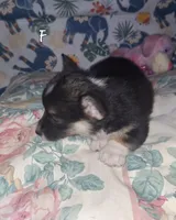 Tilly, a female Pembroke Welsh Corgi for sale in Windsor, NY – Photo 3 of 7