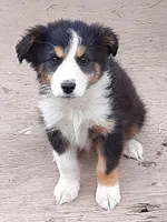 Toby, a male Australian Shepherd for sale in Windsor, NY – Photo 1 of 8
